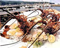 伊勢えびまつり(民宿各店) 9月中旬～10月31日 伊勢海老1尾がついて 1泊2食付9,350円(税込)